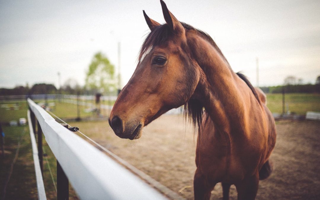 A brown horse.